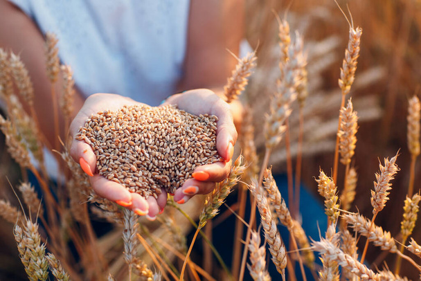 Manos de mujer llenas de semillas de trigo maduras en el campo de cereales listas para la cosecha - Foto, Imagen