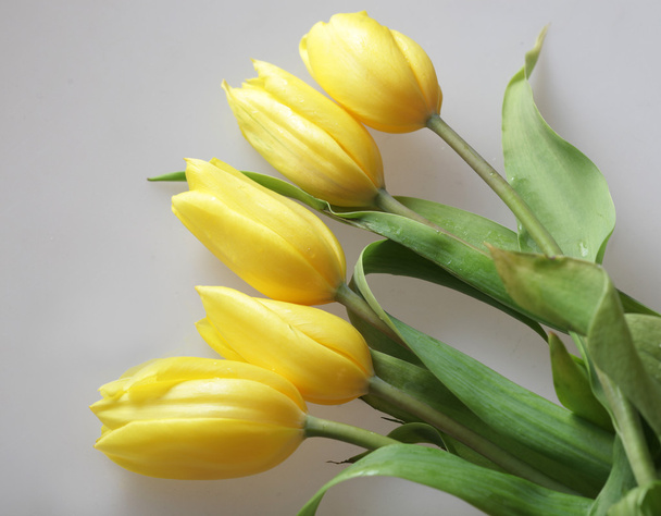 Yellow tulips - Foto, Imagen