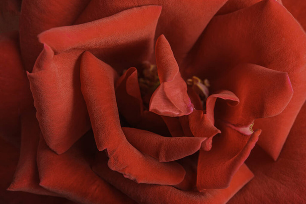 Ekstremalne zbliżenie lub makroujęcie o płytkiej głębi ostrości i bardzo selektywnym skupieniu płatków czerwonej róży w pełnym rozkwicie. - Zdjęcie, obraz