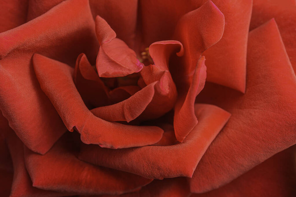 Extrémní zblízka nebo makro záběr s mělkou hloubkou pole a velmi selektivním zaměřením okvětních lístků červené růže v plném rozkvětu. - Fotografie, Obrázek