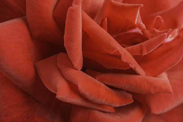 An extreme close-up or macro shot with shallow depth of field and very selective focus of a red rose flower petals in full bloom. - Photo, Image