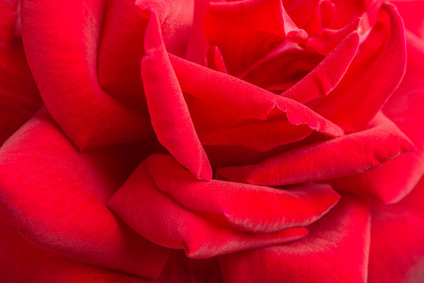 Un gros plan extrême ou macro plan avec une faible profondeur de champ et une mise au point très sélective d'un pétale de rose rouge en pleine floraison. - Photo, image