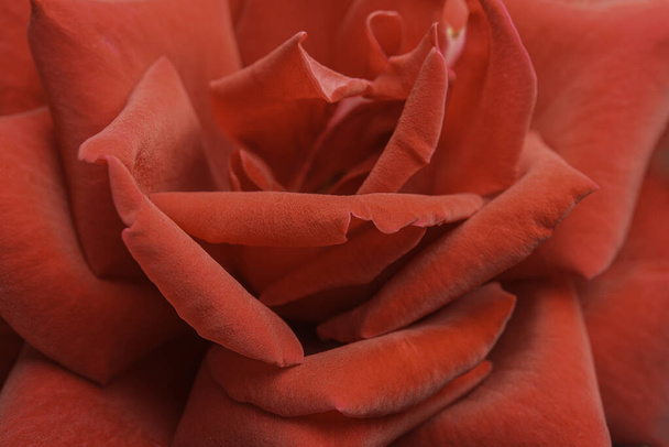Ekstremalne zbliżenie lub makroujęcie o płytkiej głębi ostrości i bardzo selektywnym skupieniu płatków czerwonej róży w pełnym rozkwicie. - Zdjęcie, obraz
