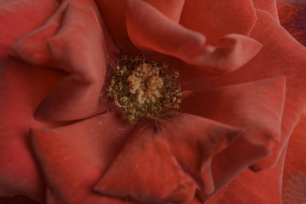 Extrémní zblízka nebo makro záběr s mělkou hloubkou pole a velmi selektivním zaměřením okvětních lístků červené růže v plném rozkvětu. - Fotografie, Obrázek