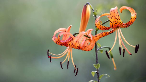 Tiger lily.Orange lily color attracts insects.Decorative, selection flower.Bright and very attractive, motley flower.Blooming lily. - Photo, Image