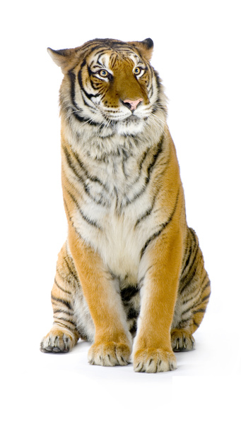 Tigre isolado
 - Foto, Imagem