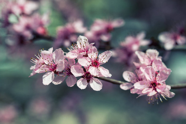 Wiosenne tło, kwiat wiśni, filtr vintage - Zdjęcie, obraz