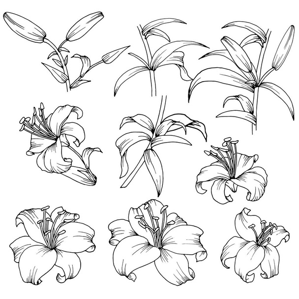 set of elements in black and white, flowers and leaves of lilies, vector illustration, isolate - Vektör, Görsel