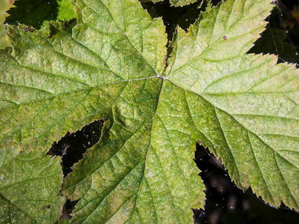 rosaceae potentilla leaf close up - Photo, Image