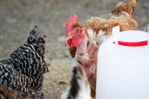 Gruppe von Bauernhühnern im Gehege auf Nahrungssuche - Foto, Bild
