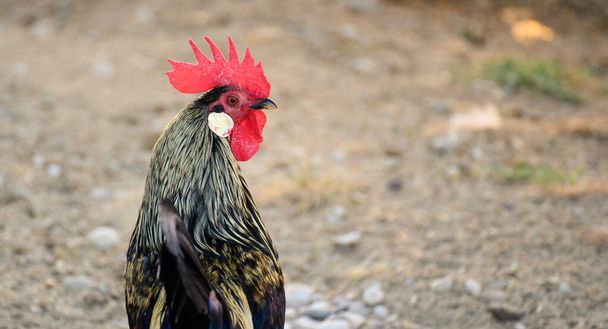 Bel gallo dalla cresta rossa che cammina da solo nel suo cortile - Foto, immagini