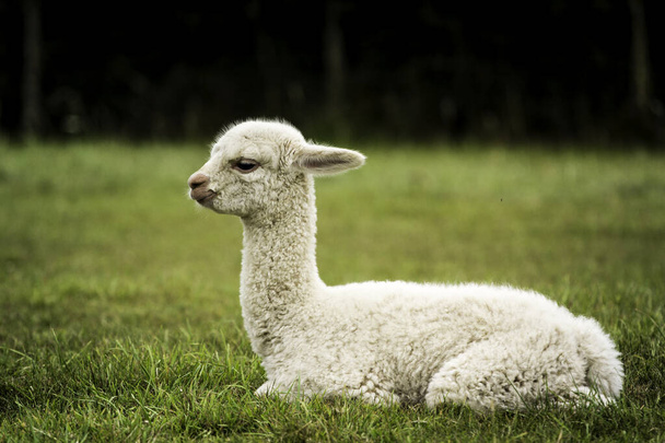 白いアルパカ赤ちゃんが草の上に座って - 写真・画像