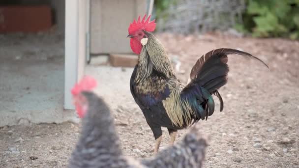4k video sobre un bonito gallo de cresta roja caminando solo en su corral mientras los pollos pastan
 - Metraje, vídeo