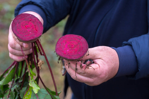 The farmer is in the field and boasts his beetroots harvest. In the hands holding cut in half ripe root sugar red beets. Illustrative photo to the topic of organic farming and healthy eating. - Photo, image