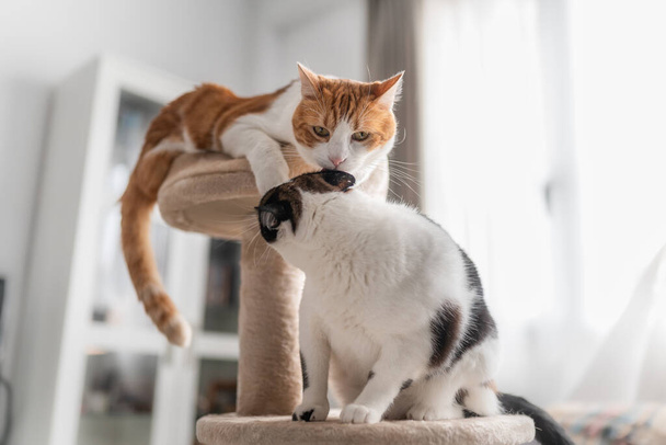 スクレーパータワーの上にいる茶色と白の猫は黒と白の猫の耳をなめる - 写真・画像