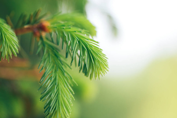Photo macro d'une jeune branche de sapin vert clair, photo rapprochée du fond de Noël ou du tome printanier pour arbres. - Photo, image