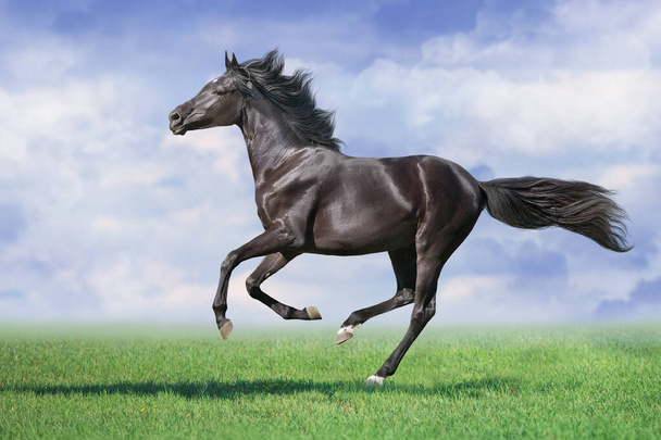 Schwarzes Pferd galoppiert über frühlingshafte grüne Wiese - Foto, Bild