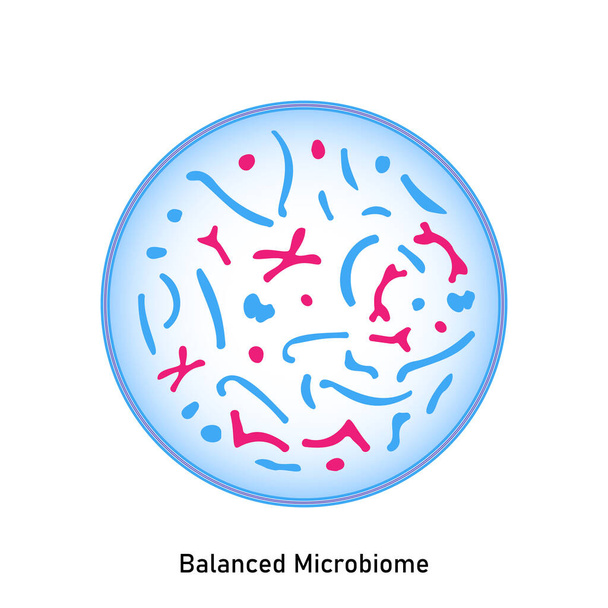 Сбалансированный микробиом. Нормальная флора кожи и слизистых оболочек. Пробиотики. Бактерии молочной кислоты. Хорошие бактерии и микроорганизмы для здоровья кишечника и кишечной флоры. Бифидобактерии, лактобациллы, лактококки, термофилы стрептококковые. Медик - Фото, изображение