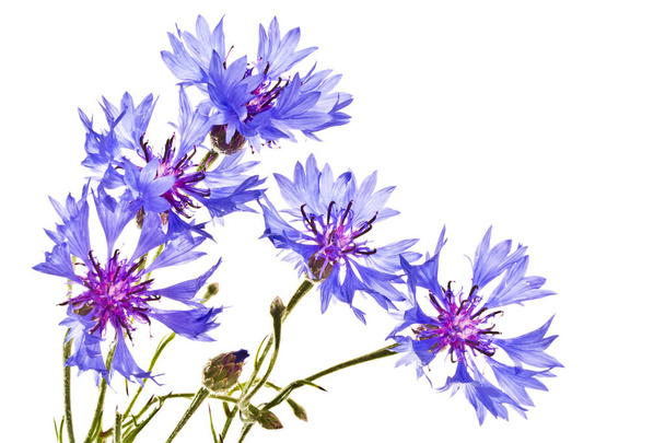Großer Strauß blauer Blüten auf weißem Hintergrund - Foto, Bild