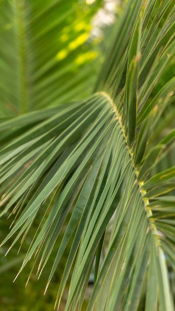 яскрава гілка пальми, літо
 - Фото, зображення