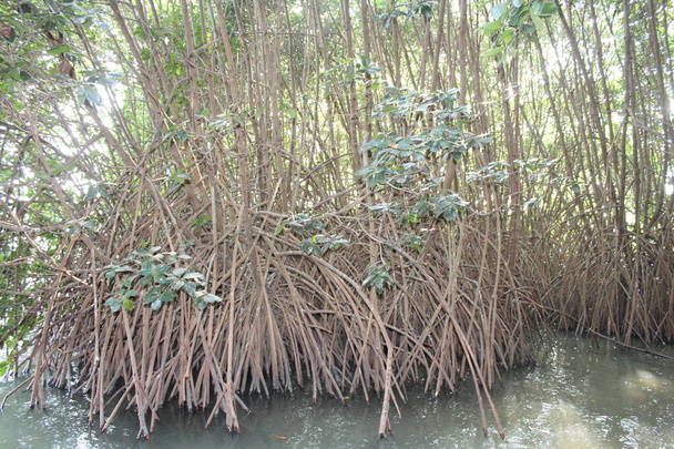 lotes de plantas de manguezal com raízes longas n profundas em terra pantanosa
 - Foto, Imagem