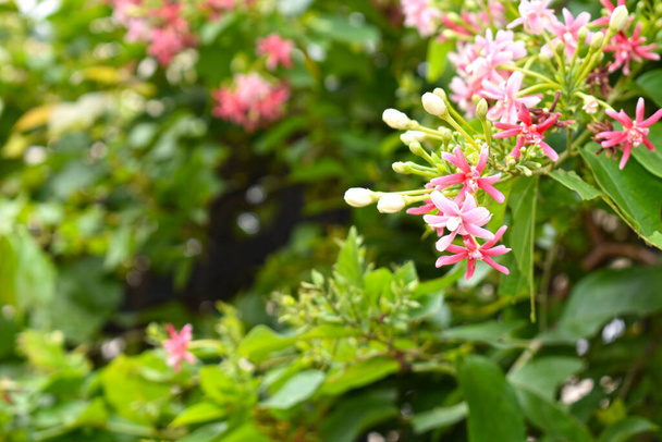 Combretum indicum tai Rangoon hiipivä tai Kiinan kuusama tai Quisqualis indica tai Ceguk tai Malatilata kukkia vihreät lehdet. Kasvia käytetään kasviperäisenä lääkkeenä, kasviperäisenä kasvina, joka on kotoisin trooppisesta Aasiasta, keväästä, kukasta, esteestä, kukkaseinästä - Valokuva, kuva