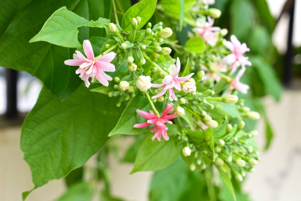 Combretum indicum or Rangoon creeper or Chinese honeysuckle or Quisqualis indica or Ceguk or Malatilata flowers with green leaves. The plant is used as an herbal medicine, herbal plant, native to tropical Asia, spring, blossom, barrier, flowers wall - Photo, Image
