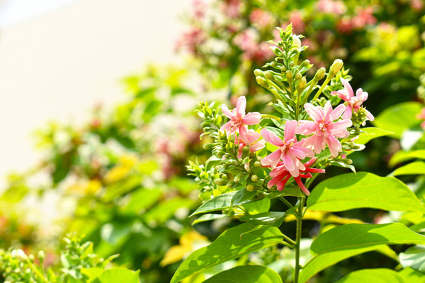 Combretum indicum ya da Rangoon Creeper veya Çin hanımeli veya Quisqualis indica veya Ceguk veya yeşil yapraklı Malatilata çiçekleri. Bitki bitkisel bir ilaç olarak kullanılır, bitkisel bitki, tropikal Asya 'ya özgü, bahar, çiçek, bariyer, çiçek duvarı - Fotoğraf, Görsel