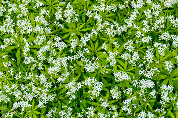 bílé kvetoucí rostliny odrůdového pána lesů - Fotografie, Obrázek