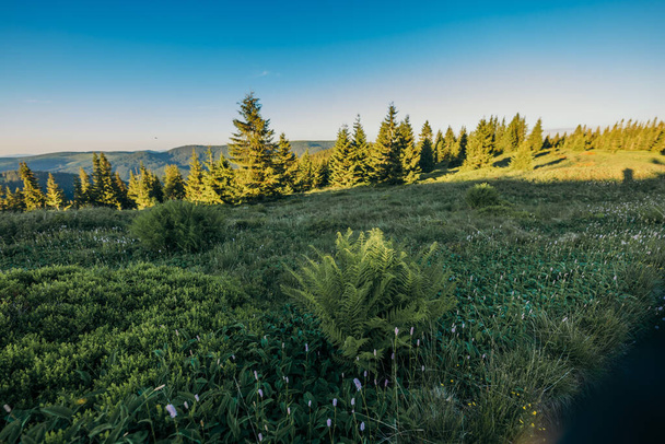 Um grande campo verde com árvores no fundo - Foto, Imagem