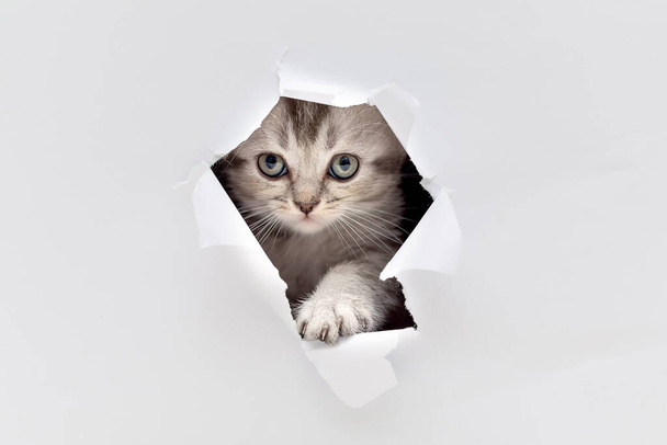 Kitten look through a hole in the paper - Fotografie, Obrázek