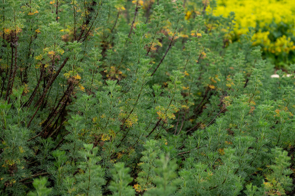 Botaniczny zbiór roślin i ziół leczniczych i kosmetycznych, Artemisia abrotanum lub southernwood, młodzieżowa roślina miłosna latem - Zdjęcie, obraz