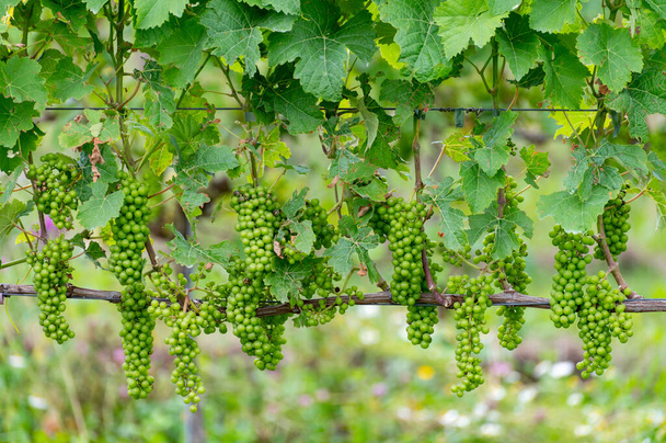 Verano en el viñedo holandés, uvas jóvenes verdes colgando y madurando en las plantas de uva - Foto, Imagen