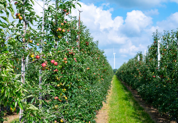 Zielone sady organiczne z rzędami jabłoni z dojrzewającymi owocami w Betuwe, Gelderland, Holandia - Zdjęcie, obraz
