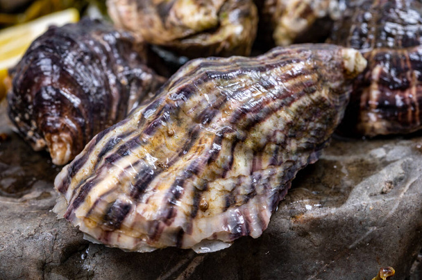 Свіжі пацифічні або япанські устриці молюсків на камені з водоростями на дні. - Фото, зображення
