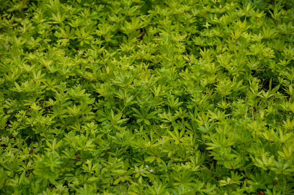 Ботанический сбор лекарственных растений и съедобных трав, Asperula или галиум душистый или сладкодушистый соломенный
 - Фото, изображение