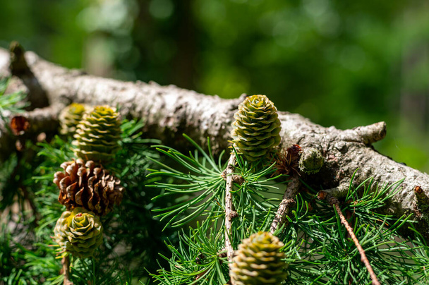 Zelené kužely na modřínovém stromě zblízka - Fotografie, Obrázek