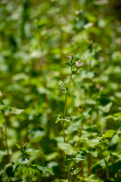 Ботанічна колекція їстівних рослин і трав, Buckwheat, Fagopyrum esculentum, or common buckwheat flossom - Фото, зображення
