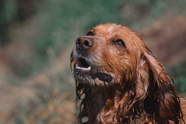Μια αγγλική ράτσα κυνηγόσκυλων. Πορτρέτο ενός κόκκινου Σπάνιελ. Ένα όμορφο καθαρόαιμο σκυλί με μακριά αυτιά. Ρύγχος Κόκερ Σπάνιελ.. - Φωτογραφία, εικόνα