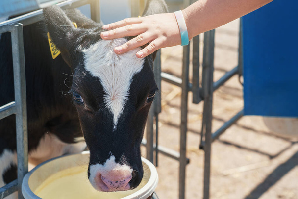 Gyermek kézsimogató fej borjú a tejgazdaságban, közelről - Fotó, kép