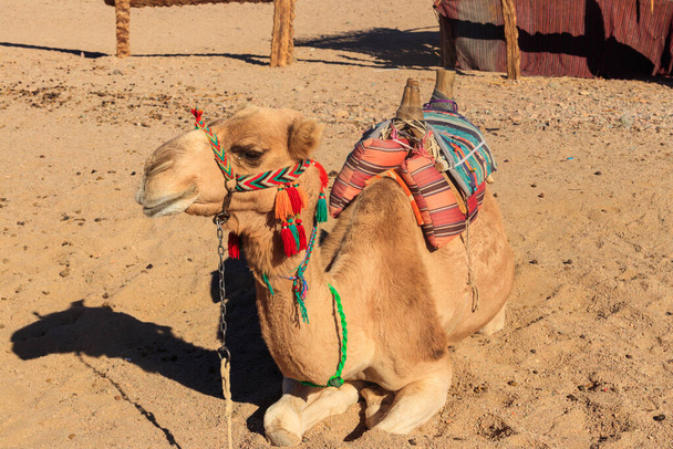 Καμήλα με παραδοσιακή σέλα bedouin στην Αραβική έρημο, Αίγυπτος - Φωτογραφία, εικόνα