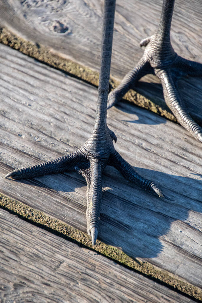 A closeup of the sandhill crane's feet.    Vancouver BC Canada - Фото, зображення
