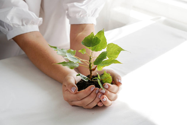 a woman holding a green plant in palm of her hand. Close up hand holding a a young fresh sprout. Shallow depth of field with focus on seedling. - Photo, image