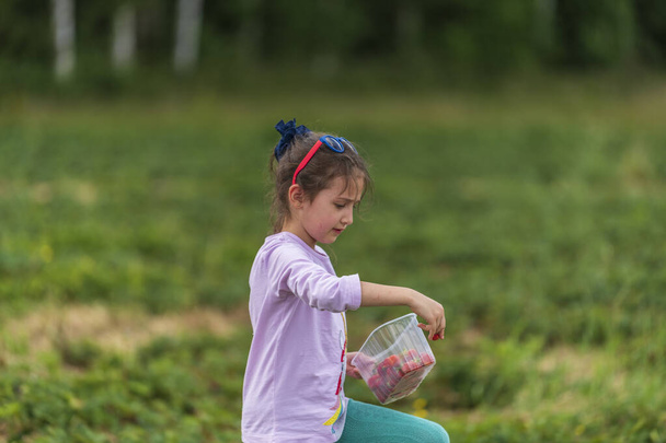 Little girl picking fresh farm strawberries in field in Sevenoaks, Kent - Photo, image