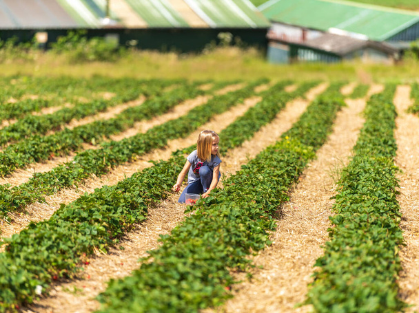 Pieni tyttö poimien tuoreita maatilan mansikoita pellolla Sevenoaks, Kent - Valokuva, kuva
