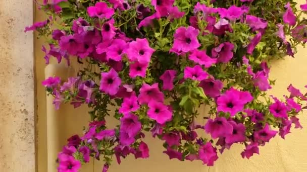 γλάστρα με φωτεινά ροζ λουλούδια πετούνια - Πλάνα, βίντεο