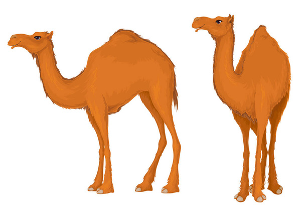 Camel.Dromedary,白い背景に孤立したイラスト. - ベクター画像