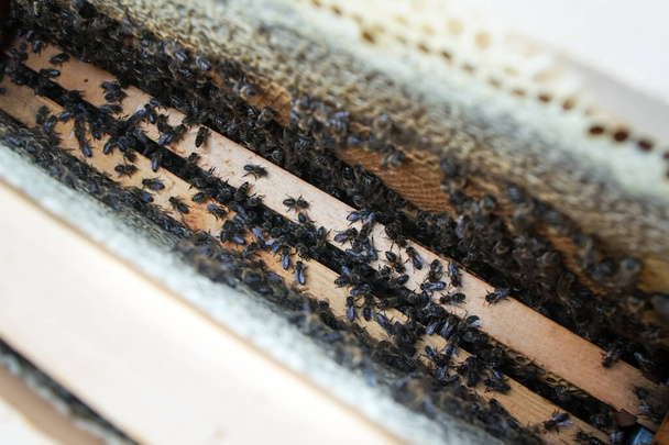 Gros plan de la colonie d'abeilles rampant sur le cadre de la ruche avec nid d'abeille. Abeille rampant hors de nid d'abeille - Photo, image