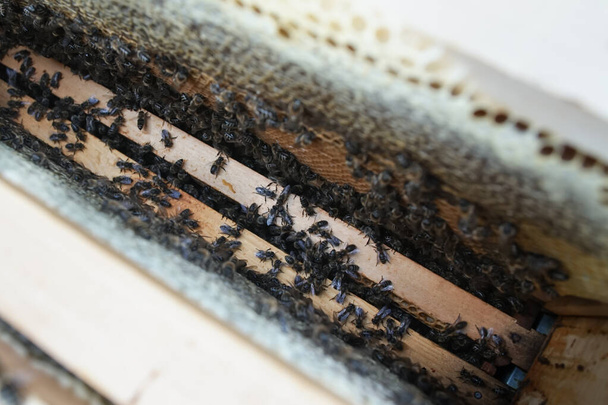 Zbliżenie kolonii pszczół czołgających się na szkielecie ula z plastrem miodu. Pszczoła wypełzająca z plastra miodu - Zdjęcie, obraz