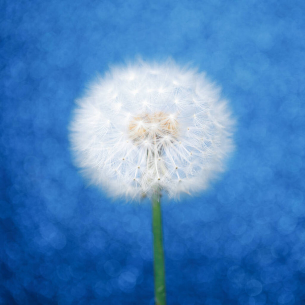 Mavi bokeh arkaplanda karahindiba çiçeği - Fotoğraf, Görsel